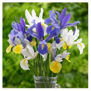 Meet your Posher, Iris